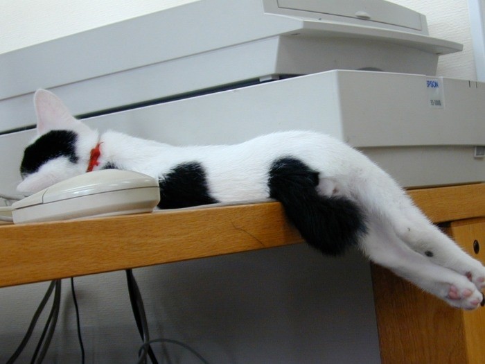 机から半落ち（提供写真）