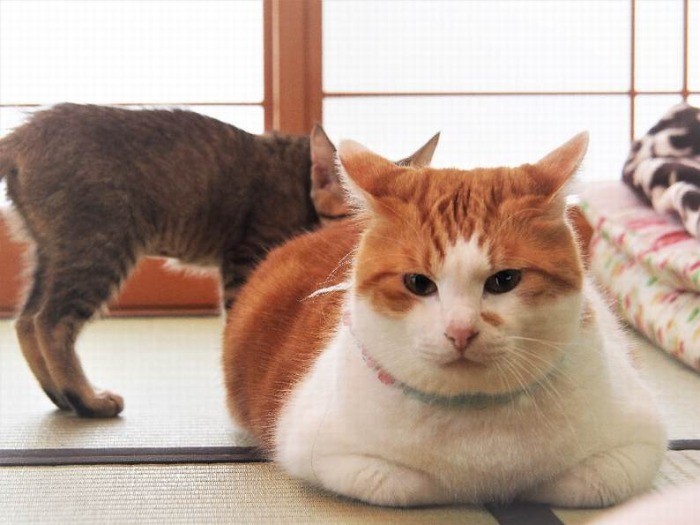 ぼたもち体型のちゃたお