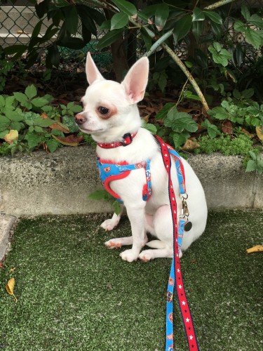 初散歩の時は動かず座り込みました（森廣さん提供）