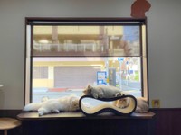 猫社員がいる会社（提供：ねこ大家｜猫のための家づくりさん）