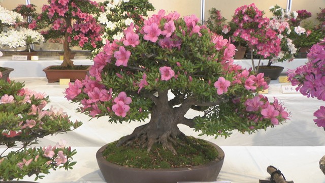 岡山市長賞　吉田秀夫さんの作品　春の岡山さつき展　岡山市役所　岡山・北区
