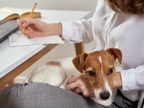 飼い主の死後もペットの暮らしを守るために　遺言やエンディングノートの活用を