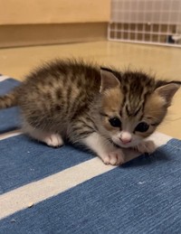 やんのかステップも見せてくれた思い出いっぱいの子猫期