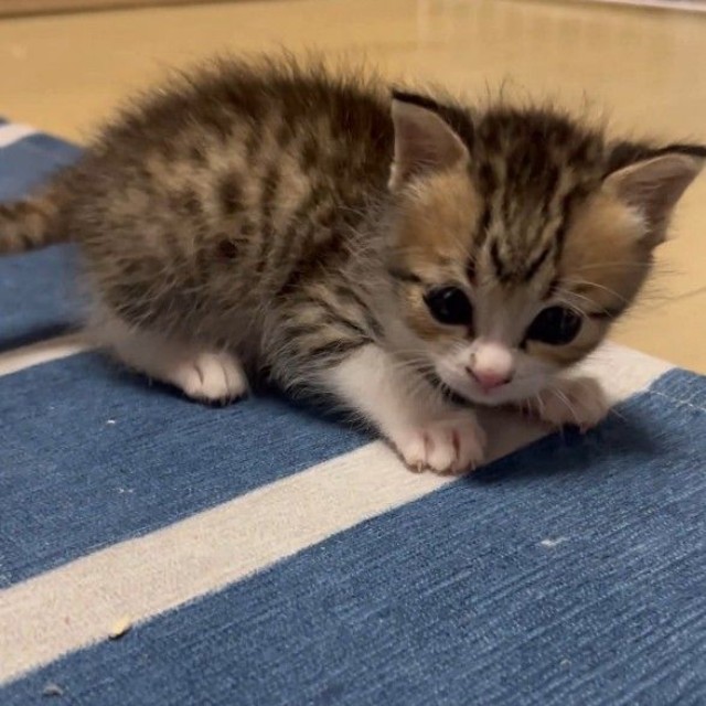 やんのかステップも見せてくれた思い出いっぱいの子猫期