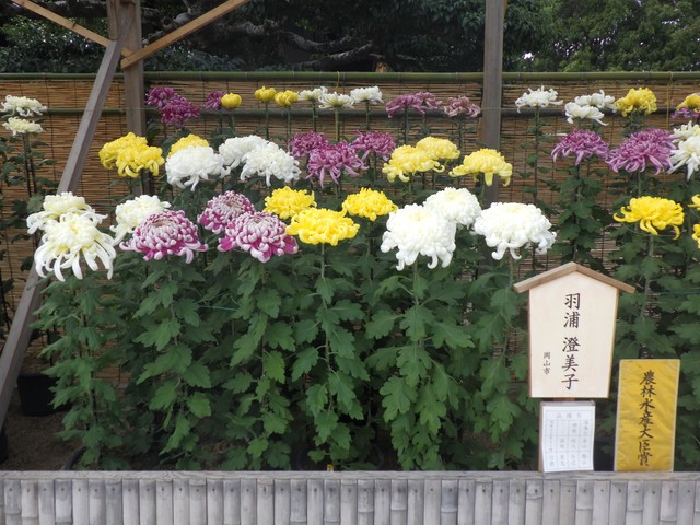 岡山後楽園の菊花大会　受賞者が決定