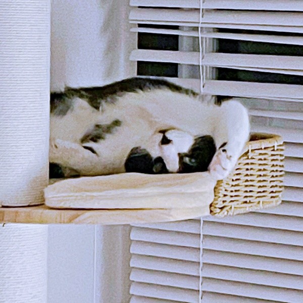 キャットタワー上でゴロンとへそ天になるハッチャン（画像提供：ハッチャンさん）
