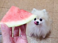 いよいよもらえるとわかると舌をペロッと出したこまちちゃん（画像提供：comatemaさん）