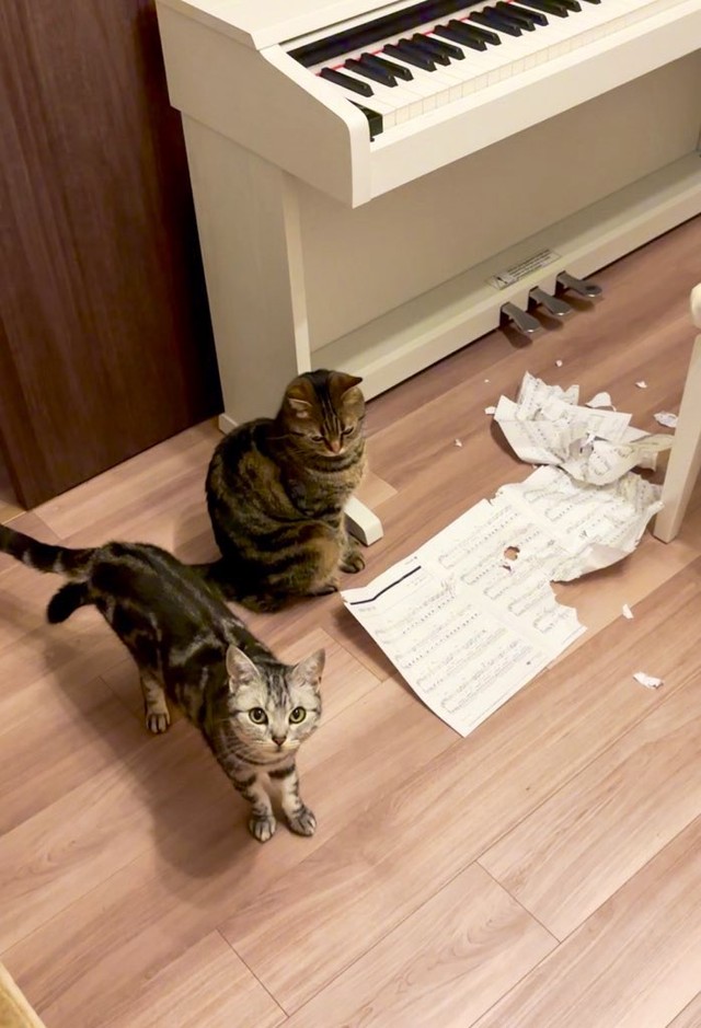 ああっ、楽譜が～！（画像提供：あんこともなか 充電ねこさん）