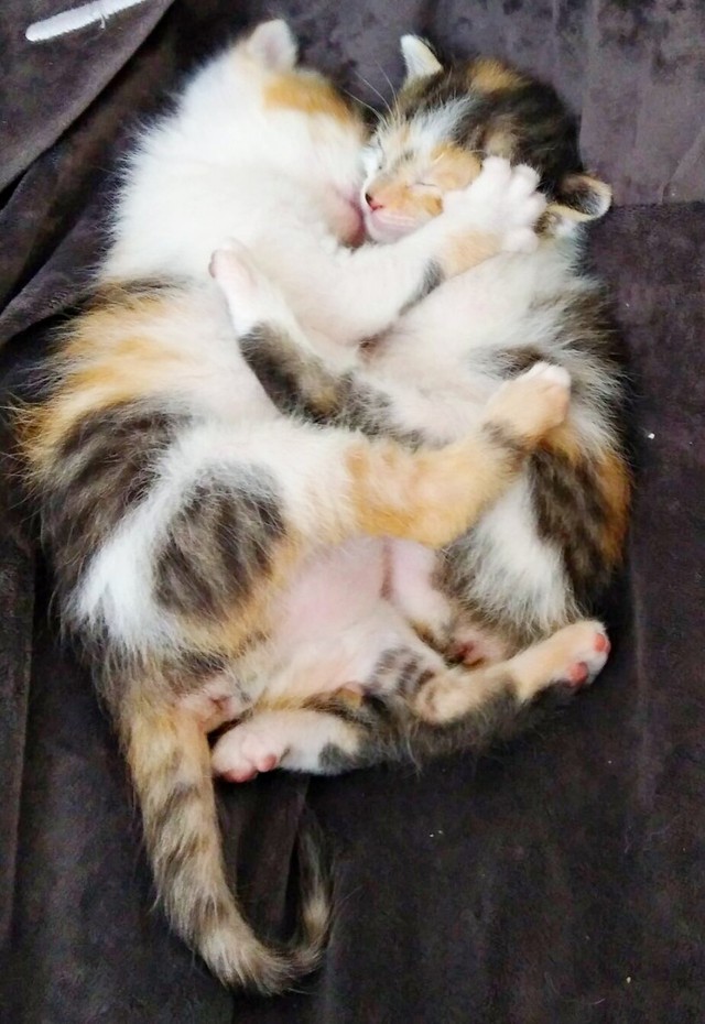 抱き合って眠る（左から）クラちゃん、ステラちゃん（画像提供：junさん）