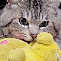 “お気に入り”と久々に再会したら…無心でふみふみを始めたまいたけさん（画像提供：亜麻音 あかねさん）