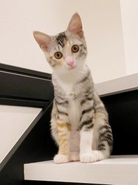 階段上で飼い主さんを見つめるテトちゃん（画像提供：テト(バステト女神)と私さん）