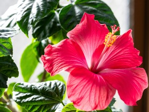 五感全てが喜んでいた。スマホのつながらない竹富島で学んだこと