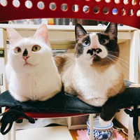 うるるちゃんと一緒にかくれんぼ