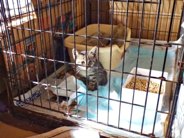 ケージの中から飼い主さんを見つめるキビくん（画像提供：やまざきうなむーさん）