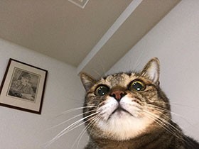 賢すぎて、おもちゃなんて　猫の「シュレーディンガー」