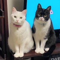 ユキちゃん（左）とお兄ちゃんのクリくん（右）。時々喧嘩するものの今も仲良しです