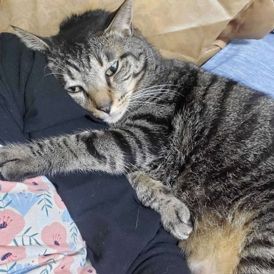 「ママ、僕少しやせるけど、おいしい療法食がいいな。大きな粒が苦手だからよろしくね」