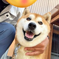 パパと一緒にハイチーズ！ 笑顔が素敵なティーくん（画像提供：柴犬ティーくん＆パパさん）