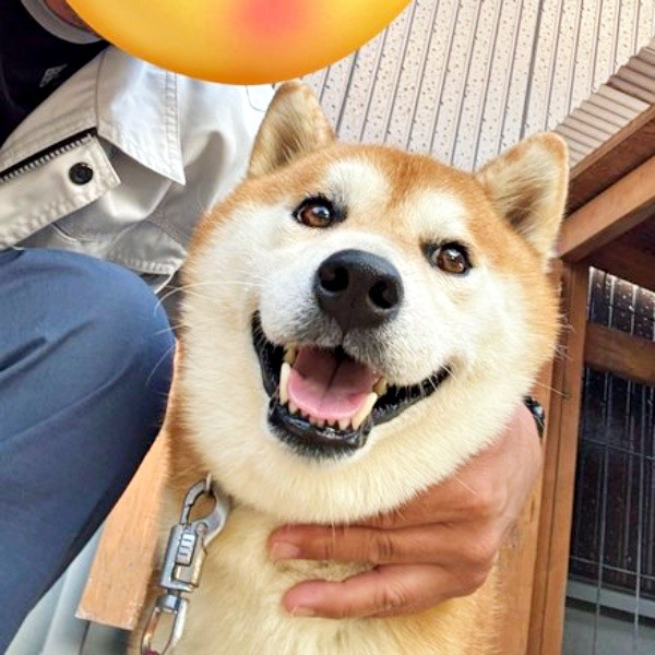 パパと一緒にハイチーズ！ 笑顔が素敵なティーくん（画像提供：柴犬ティーくん＆パパさん）
