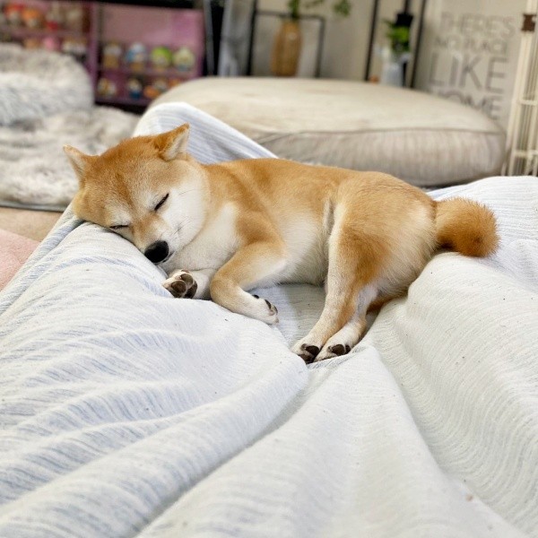 飼い主さんの足を枕にして眠るモモちゃん（画像提供：豆柴モモさん）