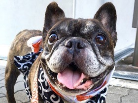 愛情を注げば注ぐほど応えてくれる　保護犬との暮らし