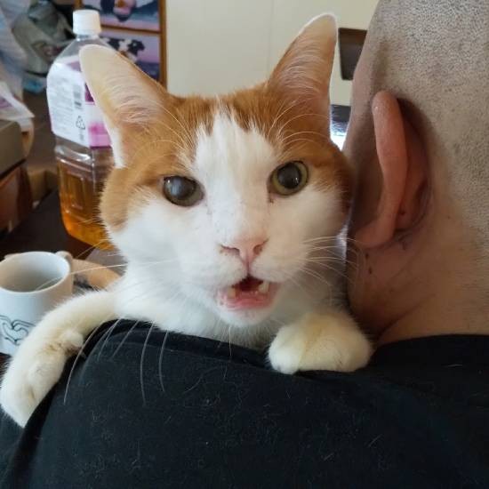 私があんまり相手をしないもんだから、見かねた夫が梵を抱っこしたときの一枚。梵的には不服なのでしょうか？