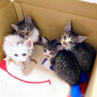 体はきれいに。箱の中で身を寄せ合う猫たち（画像提供：おゆちゃんさん）