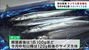サンマの入荷が本格化　脂の乗りが良い　仙台市中央卸売市場