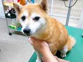 犬にとって癒やし？それとも迷惑？　意外と知らないトリミング