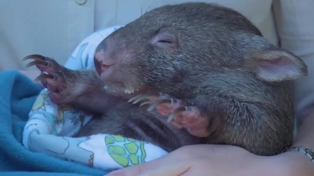 ウォンバットの赤ちゃんを無理やり抱えて走る動画を投稿し、オーストラリア国内で怒りの声が広がる（ロイター）