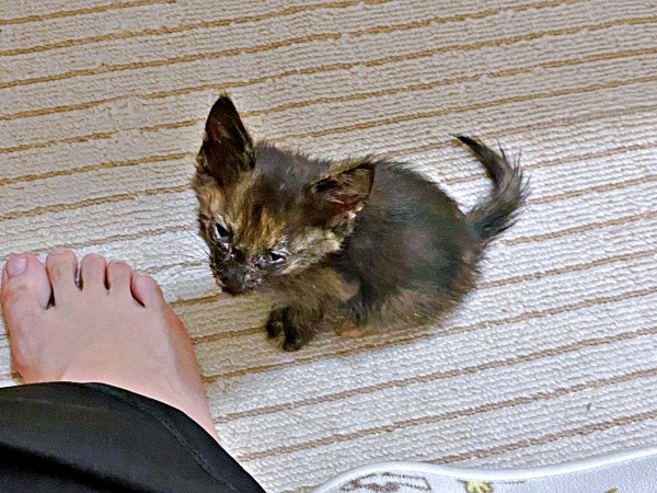 保護時、小さく弱々しかったまるちゃん（画像提供：しろくまですよ。さん）