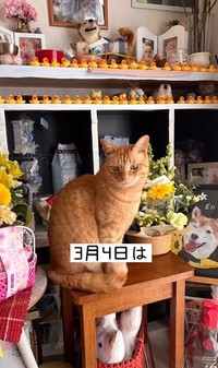 3月4日もエンくんの祭壇の前に座るちまきくん（「柴犬エンと猫のちまき」さん提供、Instagramよりキャプチャ撮影）