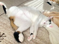 ゴローンと寝そべってすやすや眠るすみれちゃん（画像提供：さくら＆すみれさん）