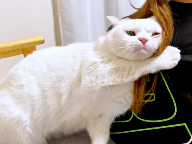 ママの髪の毛をグルーミングするしらたまくん（画像提供：月としらたまさん）