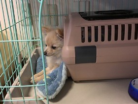 子犬のトイレのしつけ、「失敗」しない環境を作るのが大切