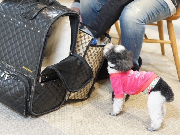 「もう帰るの～？でも家で茶々丸が待ってるもんね」