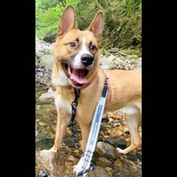 5カ月かかったお散歩も、今では楽しみのひとつに。ニッコリ笑顔が愛らしいレオくん（画像提供：保護犬レオさん）