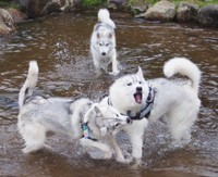 ワンプロしていたら…（画像提供：ふくまる＋ぶな＝さん）