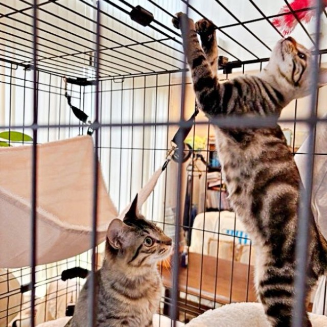 お迎え初日、生後4カ月のひらりくん、ふわりちゃん（画像提供：とららさん）