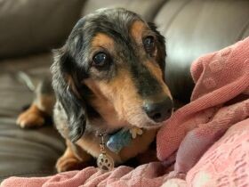 留守番、がんばるわん　いろんな人との出会いをくれた、ミニチュアダックス「レイ」