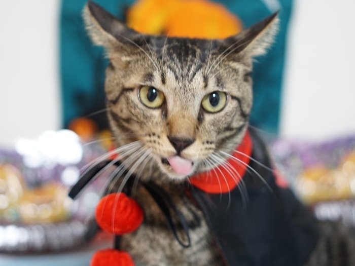 「おいしいものを食べさせろ～」