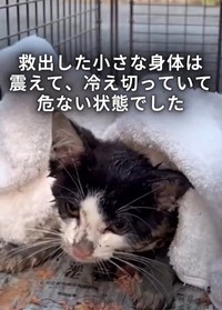 救出した小さな身体は震えて、冷え切っていて危ない状態だったという