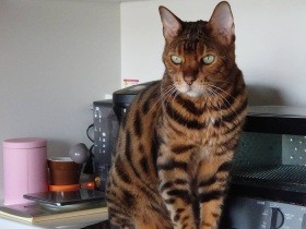 結婚記念日に生まれたこの子に運命を感じた！　ベンガル「レオン」、今おやつ待ち中