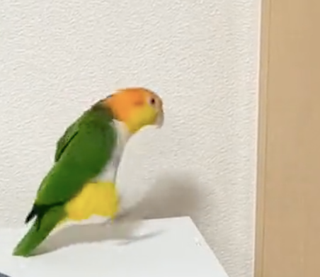 興奮しすぎて、目にも止まらぬ速さ！？（画像は動画よりスクリーンショット／動画提供：こばとさん@kobato_popopo）