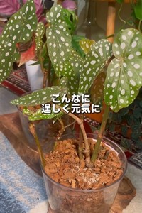 本来の美しさを取り戻したベゴニアマクラータ（提供:さくまる 観葉植物再生プロジェクト）