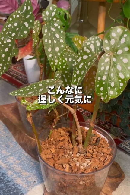本来の美しさを取り戻したベゴニアマクラータ（提供:さくまる 観葉植物再生プロジェクト）