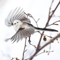 シマエナガ写真2（やなぎさわごうさん提供）