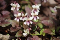 タカオスミレ（４月開花）