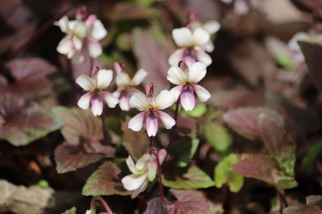 タカオスミレ（４月開花）