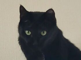 ２匹のきょうだい猫をまとめるしっかりやさん　MIX猫の「らん」